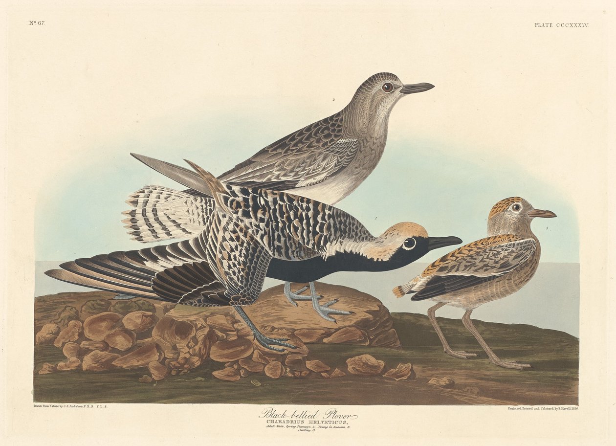 Sortbuget Plover af Robert Havell after John James Audubon