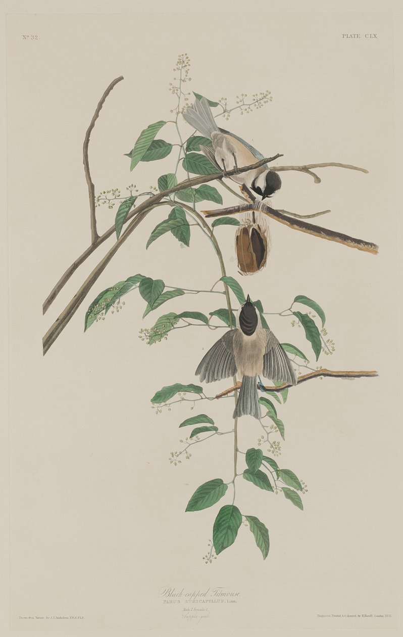 Sorthættet mejse af Robert Havell after John James Audubon