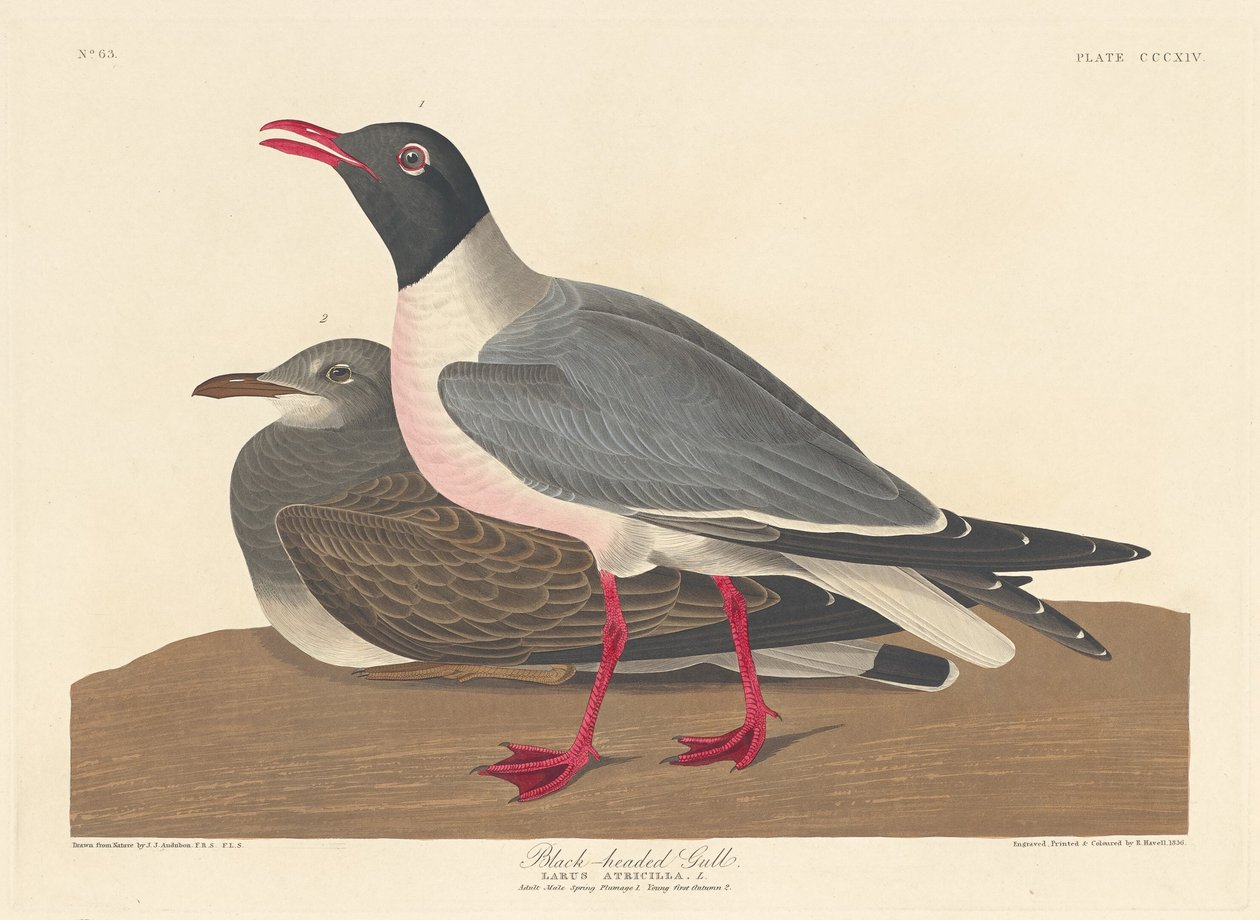 Sorthovedet måge af Robert Havell after John James Audubon