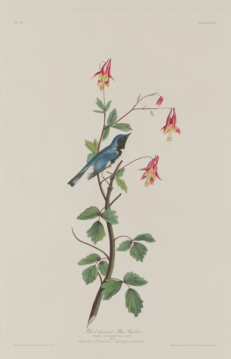 Sortstrubet blåsanger af Robert Havell after John James Audubon
