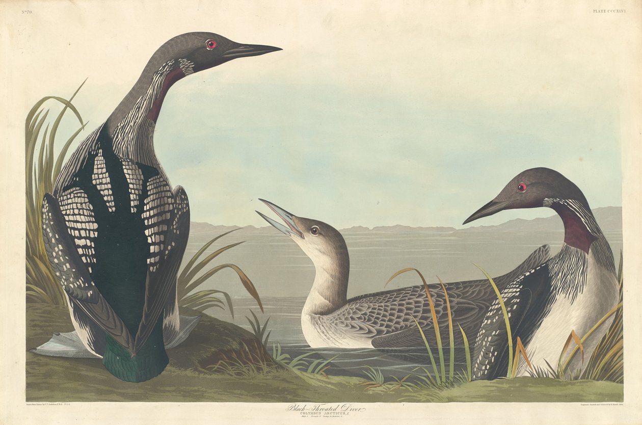 Sortstrubet dykker af Robert Havell after John James Audubon