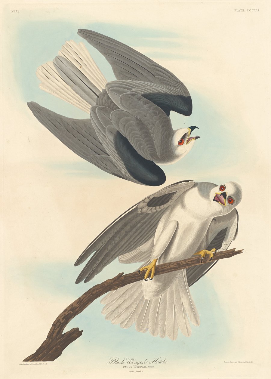 Sortvinget høg af Robert Havell after John James Audubon