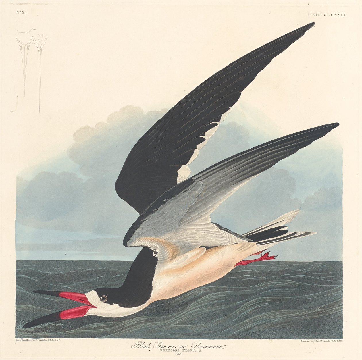 Sort skimmer af Robert Havell after John James Audubon
