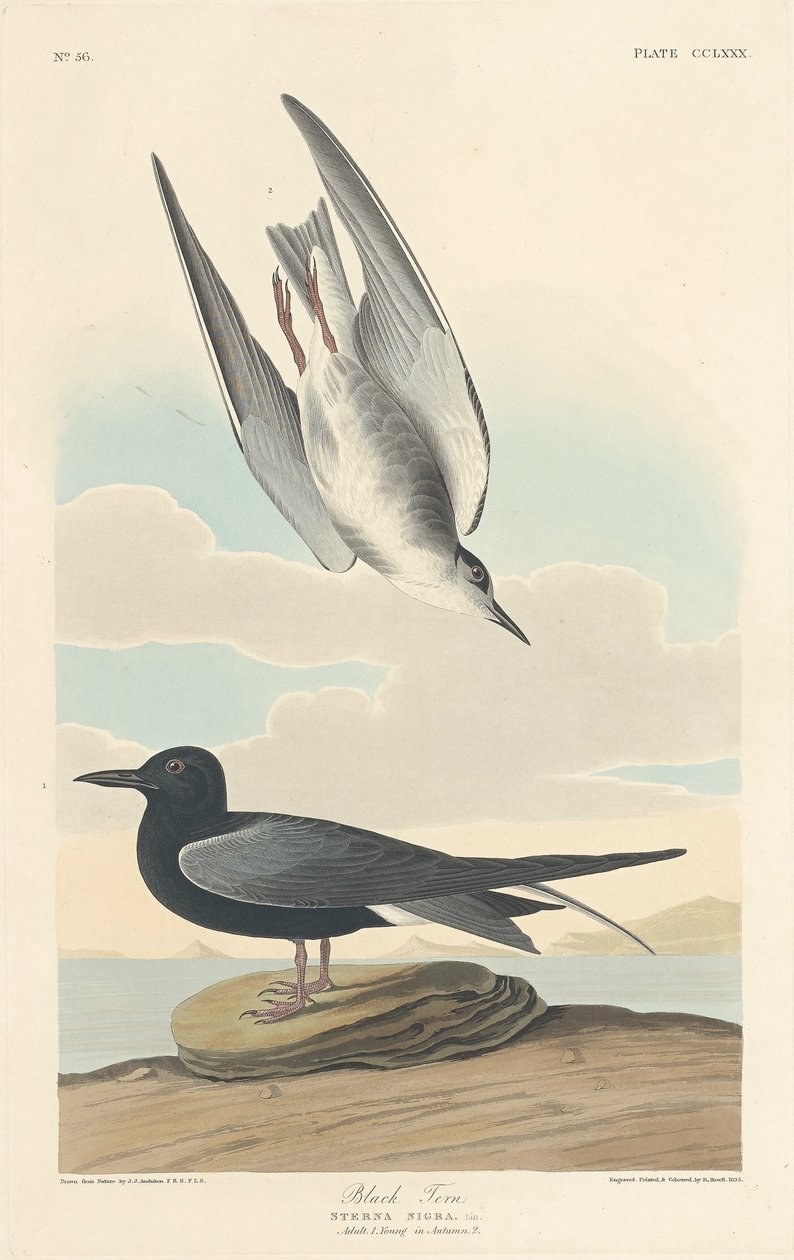 Sort Tern af Robert Havell after John James Audubon