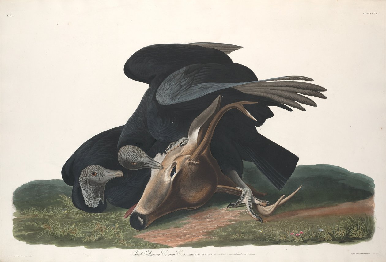 Sort Grib af Robert Havell after John James Audubon