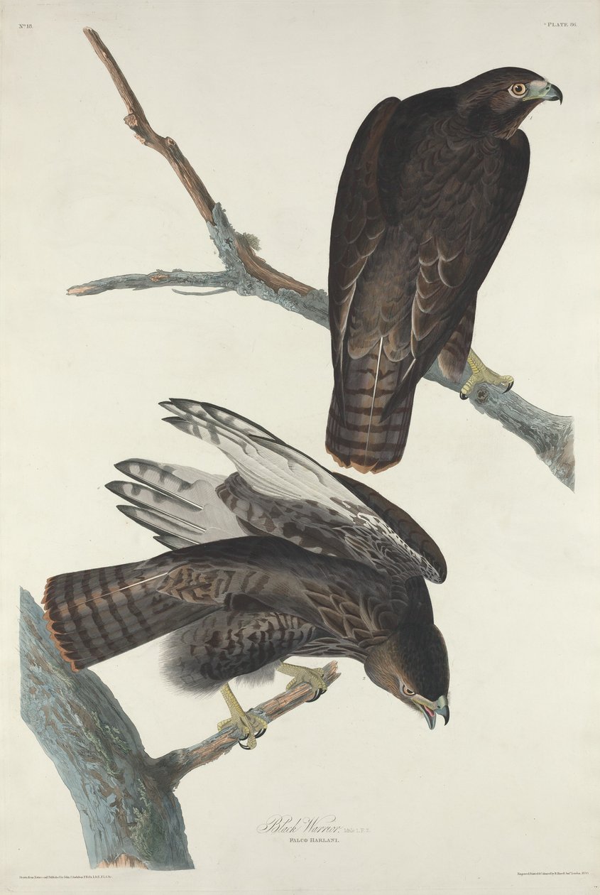 Sort Kriger af Robert Havell after John James Audubon