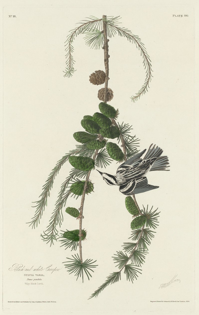 Sort og hvid krybe af Robert Havell after John James Audubon