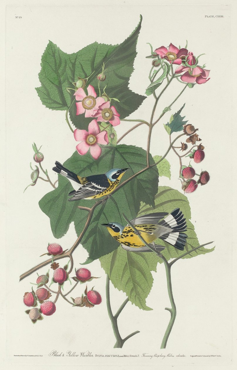 Sort og gul sangsanger af Robert Havell after John James Audubon