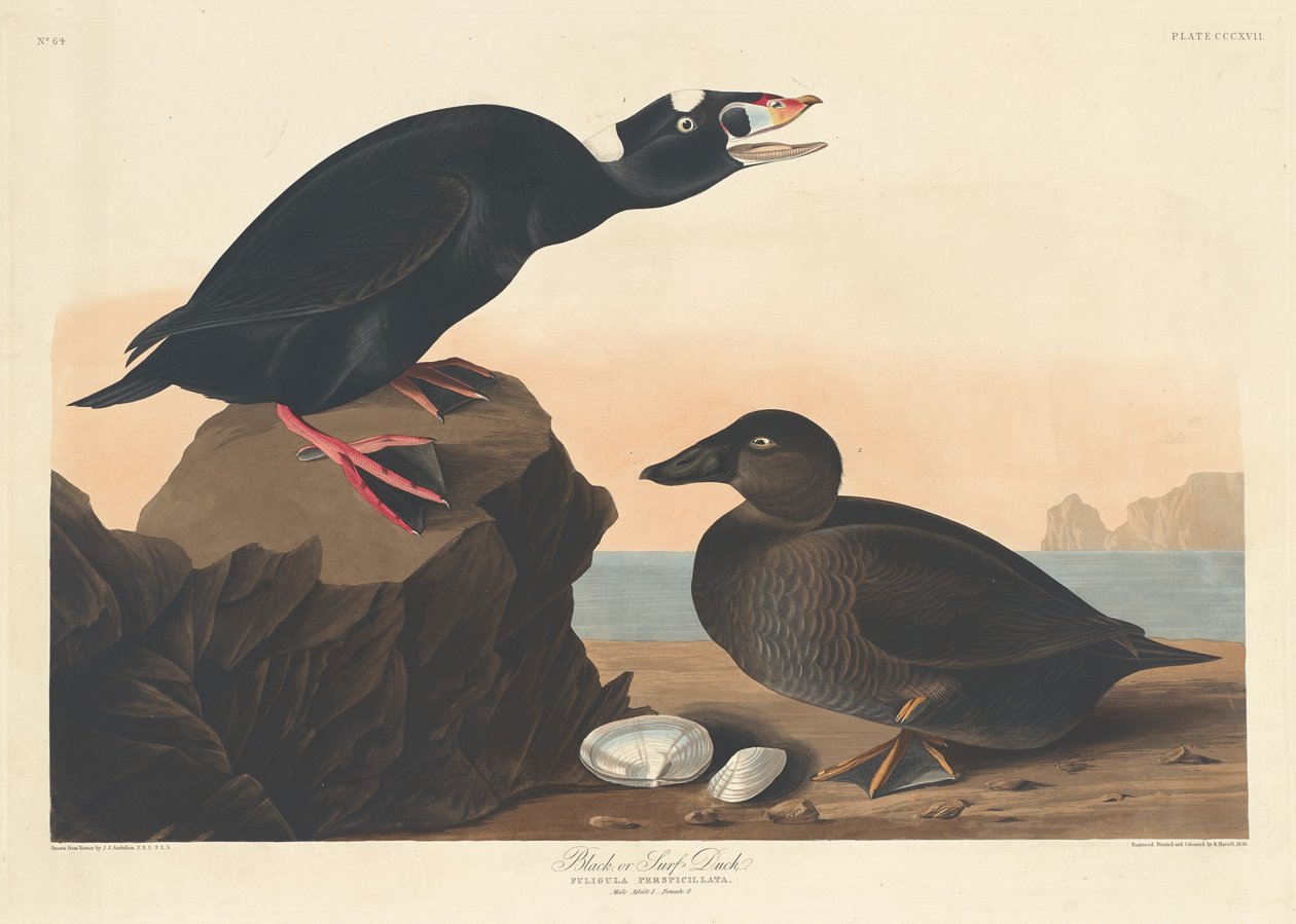Black eller Surf Duck af Robert Havell after John James Audubon