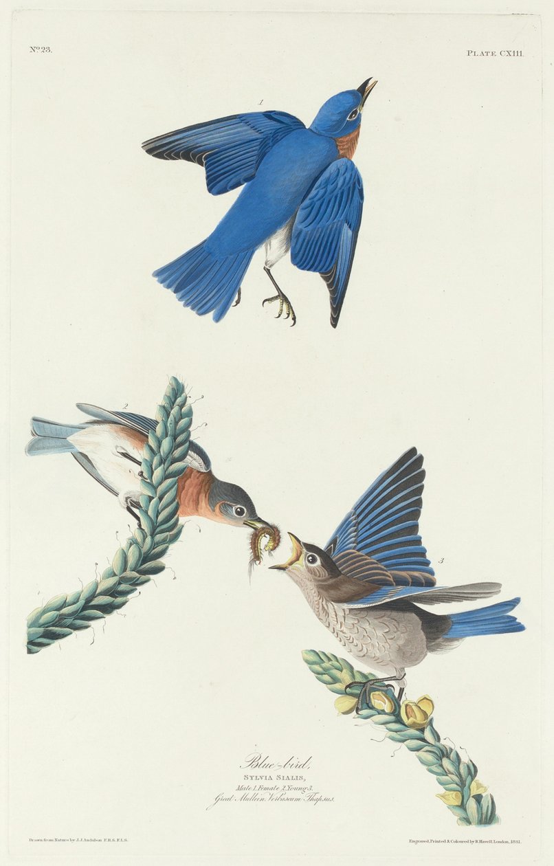 Blå fugl af Robert Havell after John James Audubon