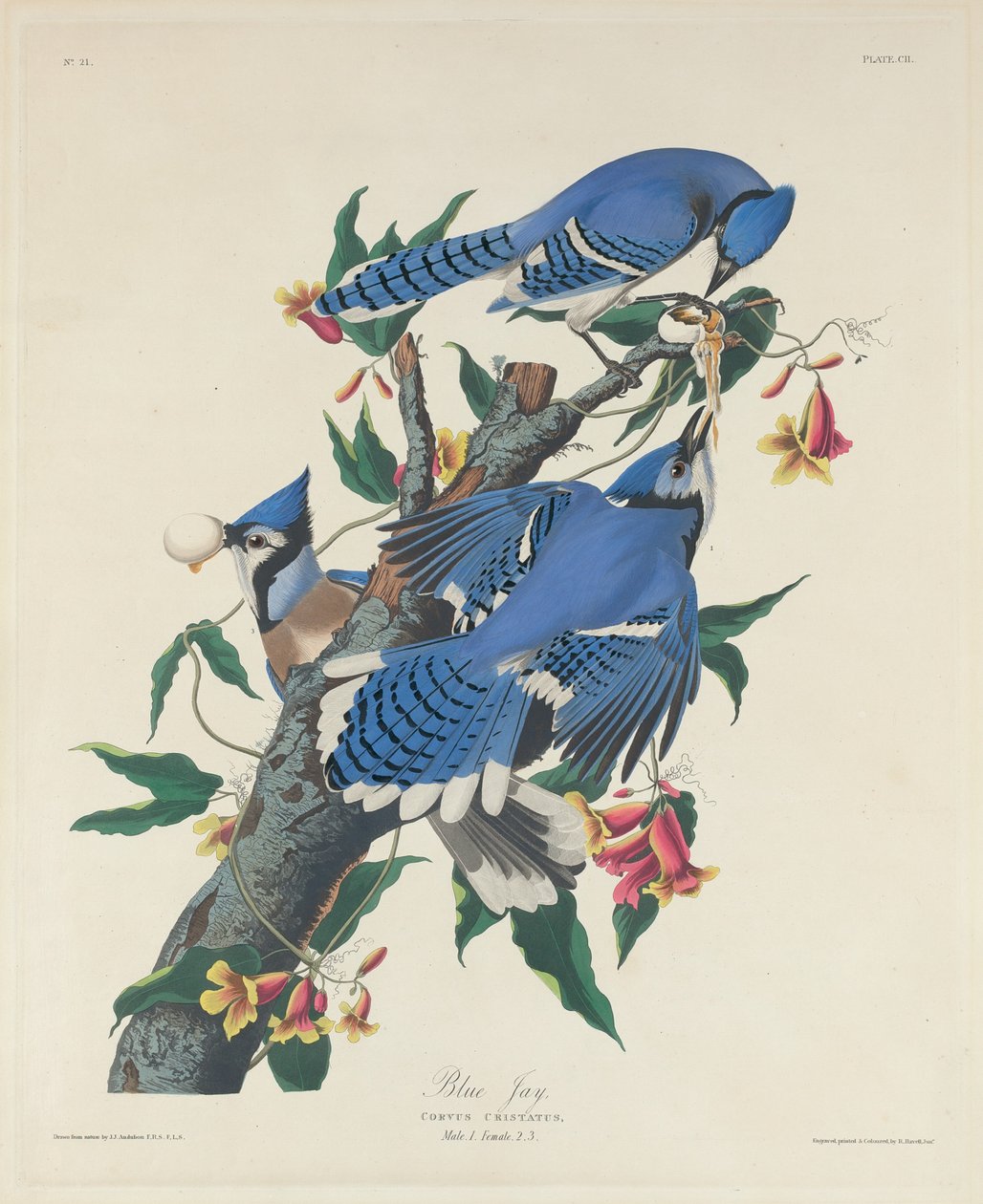 Blue Jay af Robert Havell after John James Audubon
