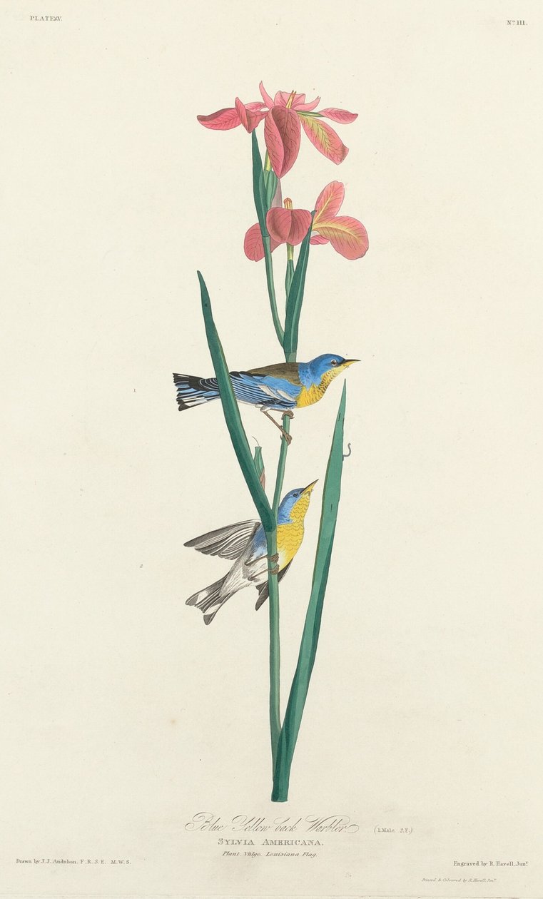 Blå Gulrygget Sanger af Robert Havell after John James Audubon
