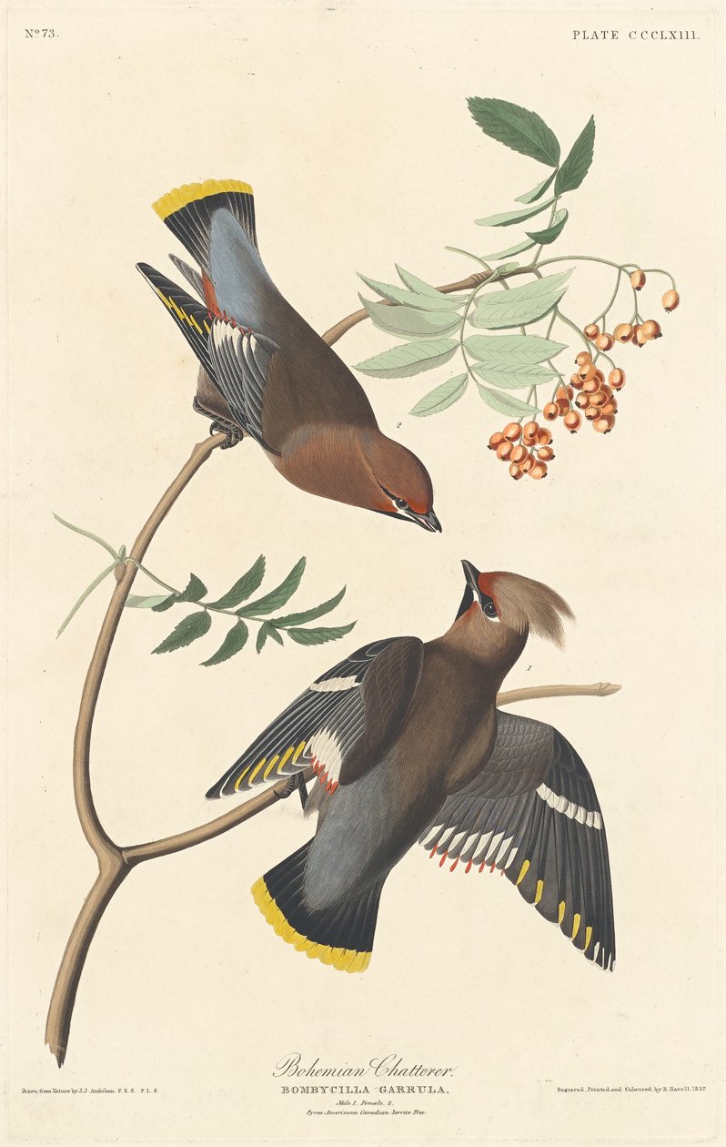 Bohemian Chatterer af Robert Havell after John James Audubon