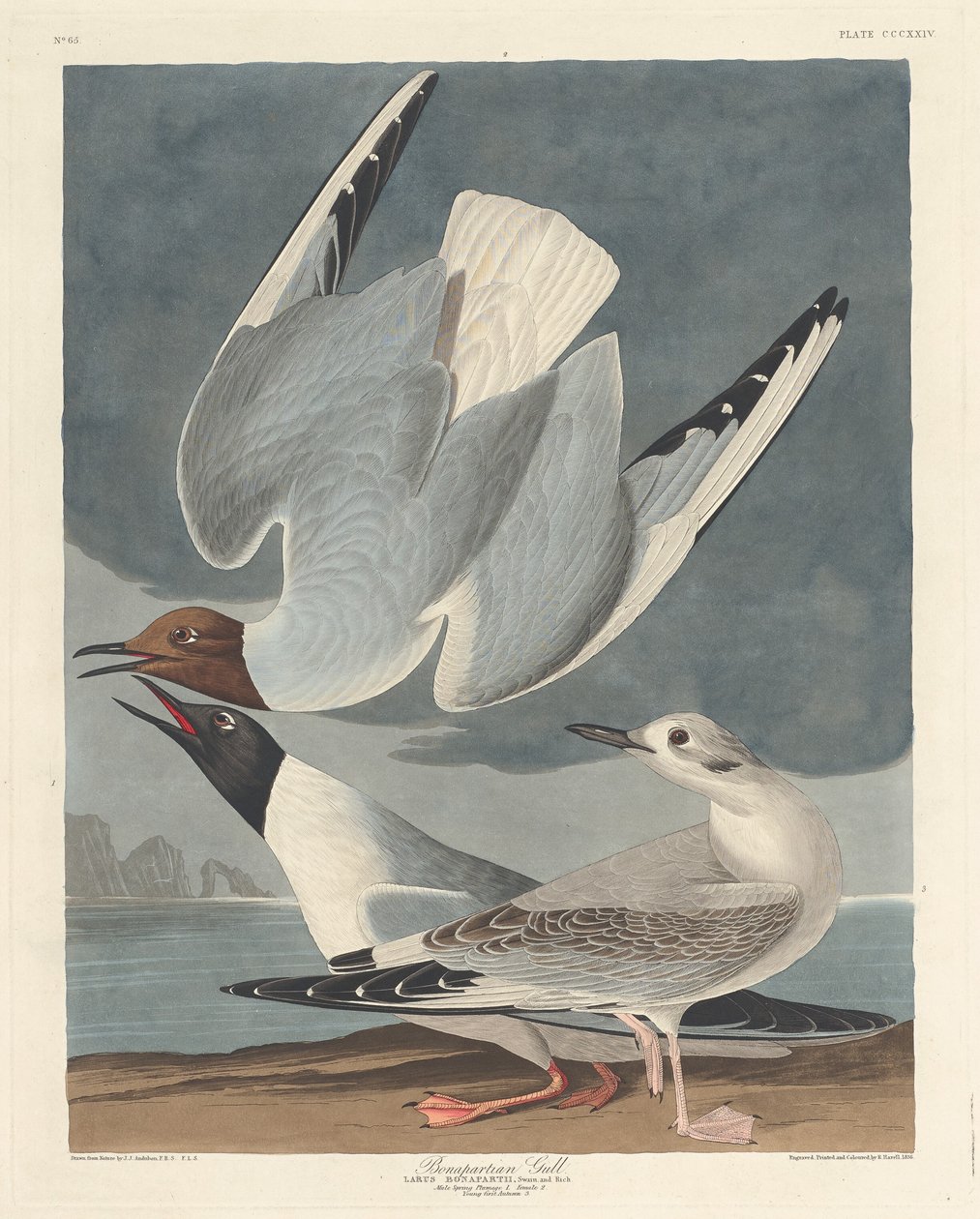 Bonapartisk måge af Robert Havell after John James Audubon