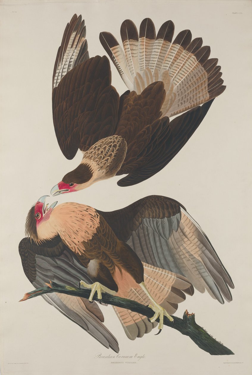 Brasiliansk Caracara Eagle af Robert Havell after John James Audubon