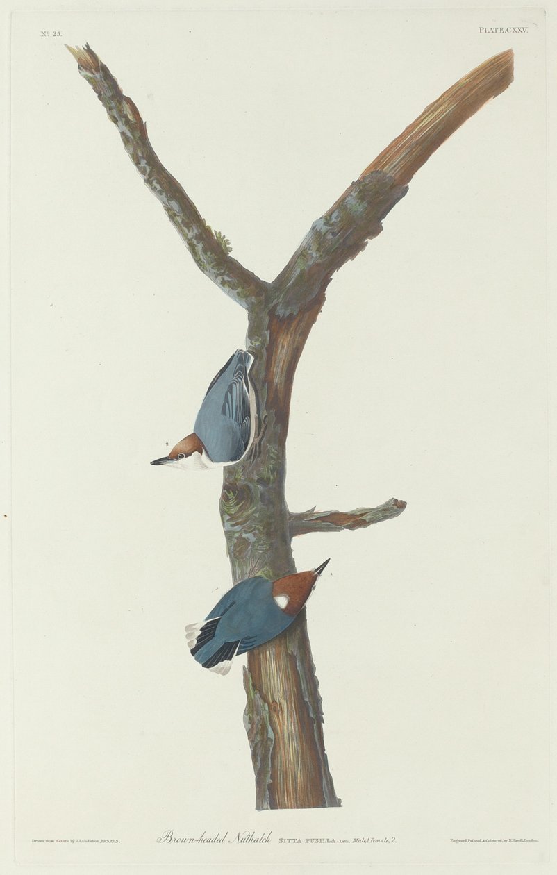 Brunhovedet nøddetække af Robert Havell after John James Audubon