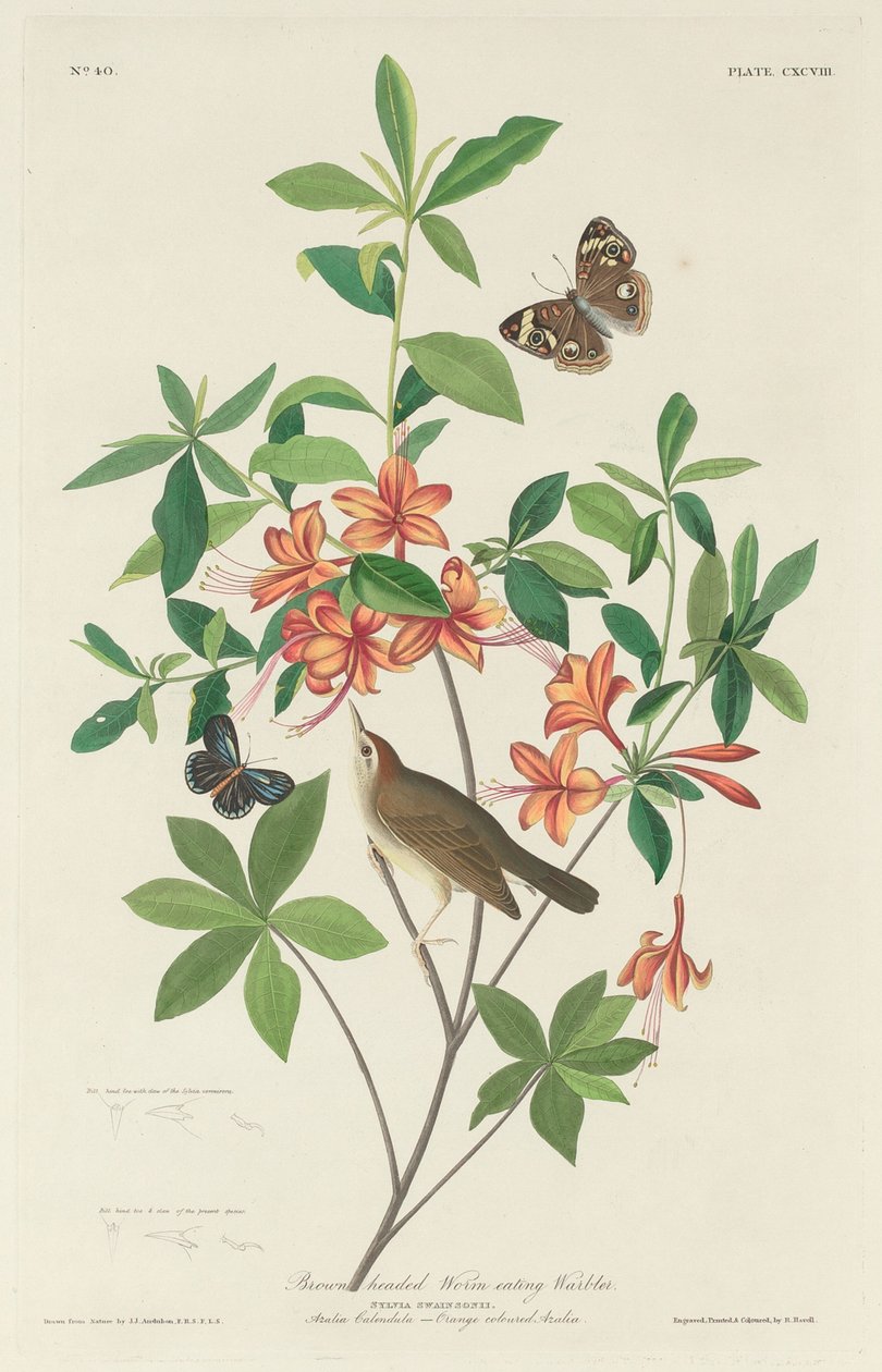 Brunhovedet Ormeædende Sanger af Robert Havell after John James Audubon