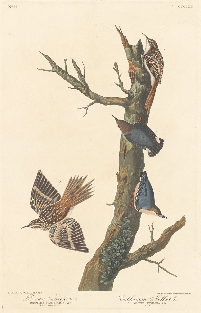 Brown Creeper og Californian Nuthatch af Robert Havell after John James Audubon