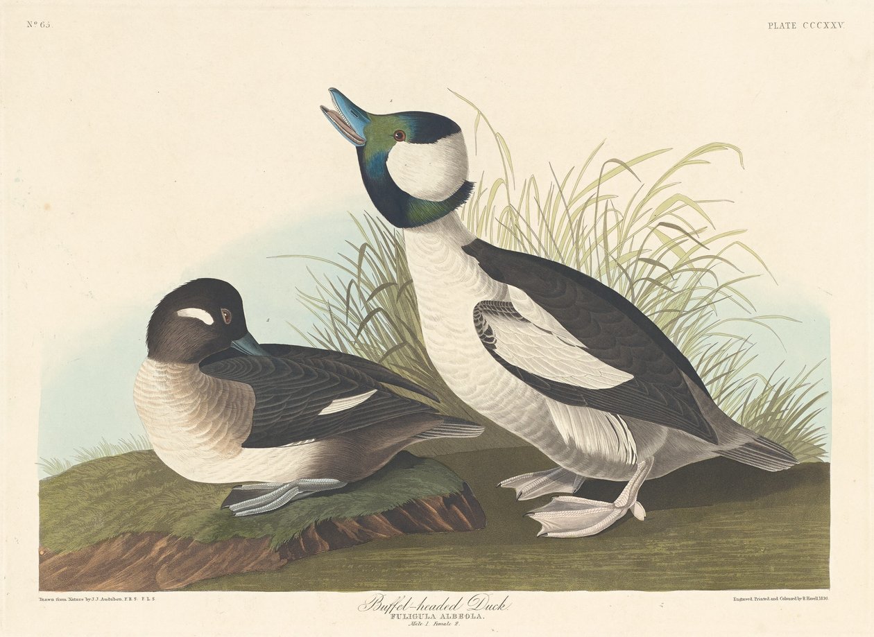 Buffelhovedet And af Robert Havell after John James Audubon