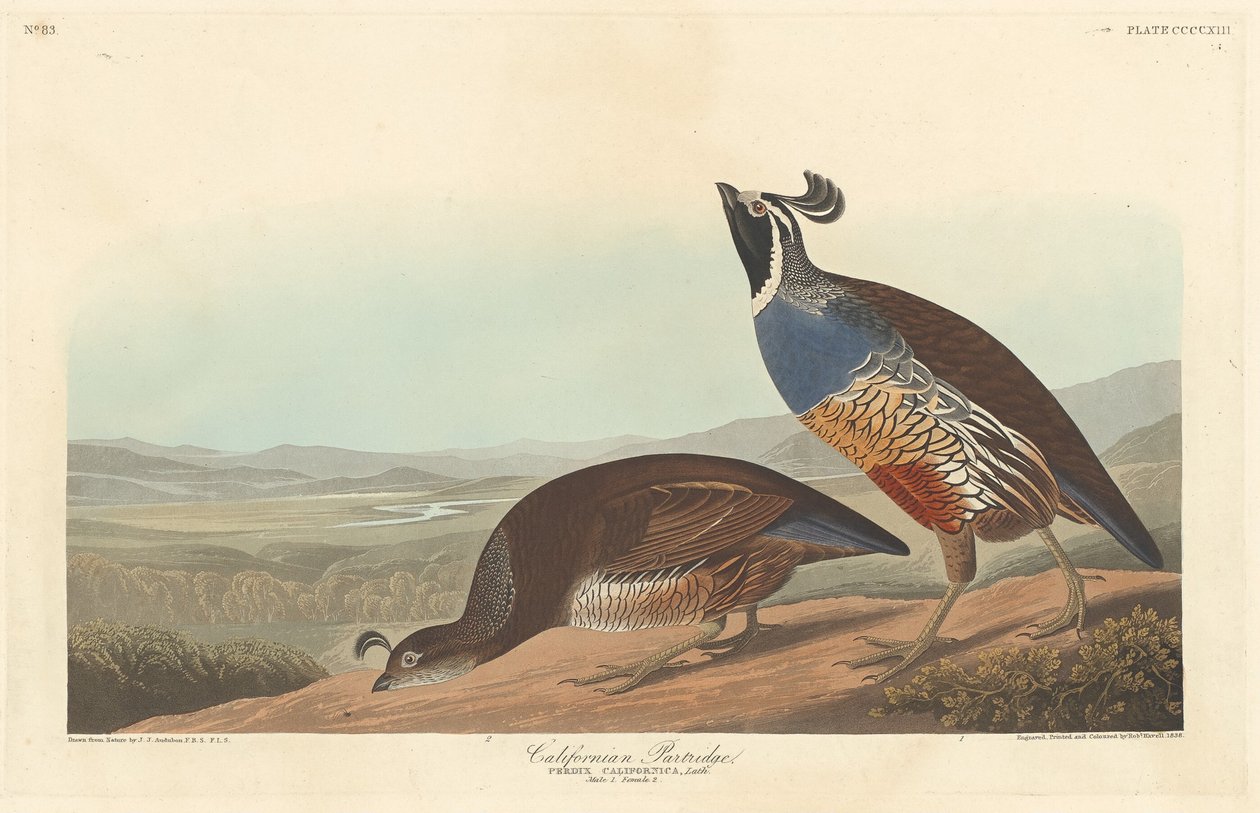 Californisk Agerhøne af Robert Havell after John James Audubon