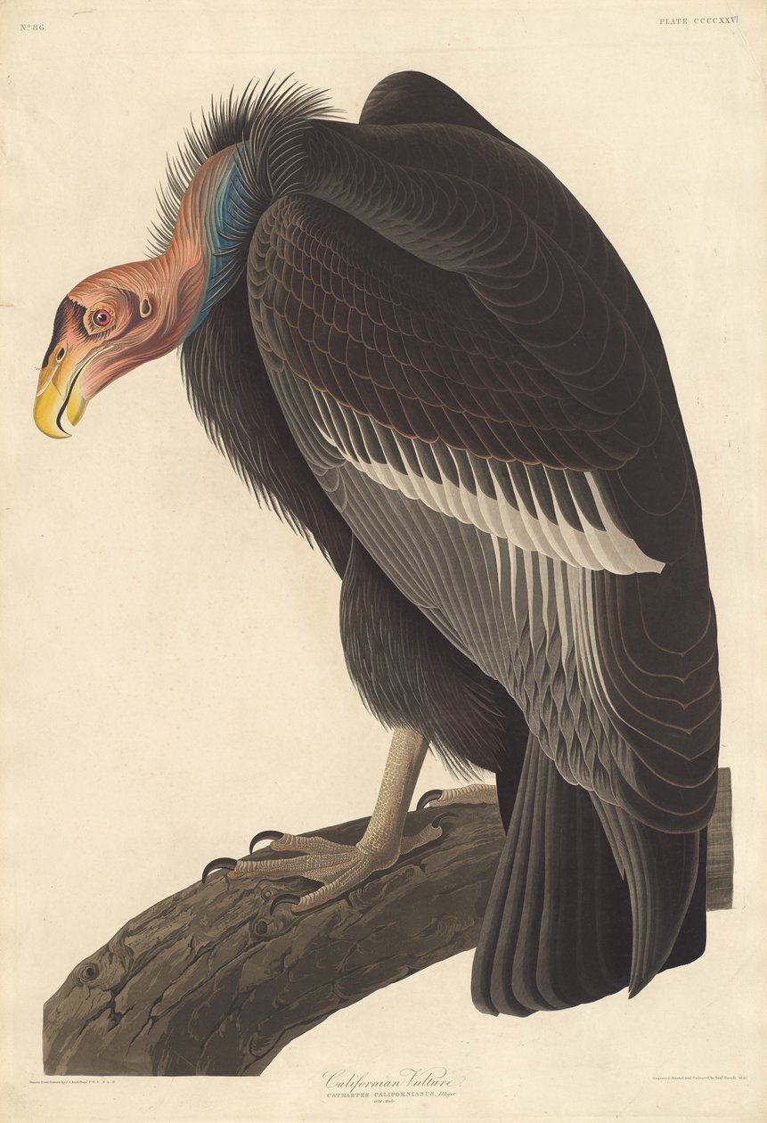 Californisk grib af Robert Havell after John James Audubon