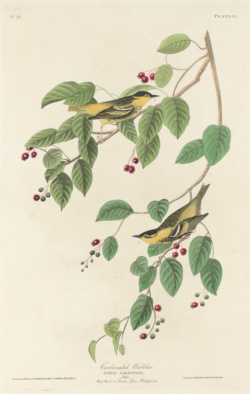 Kulsyresanger af Robert Havell after John James Audubon