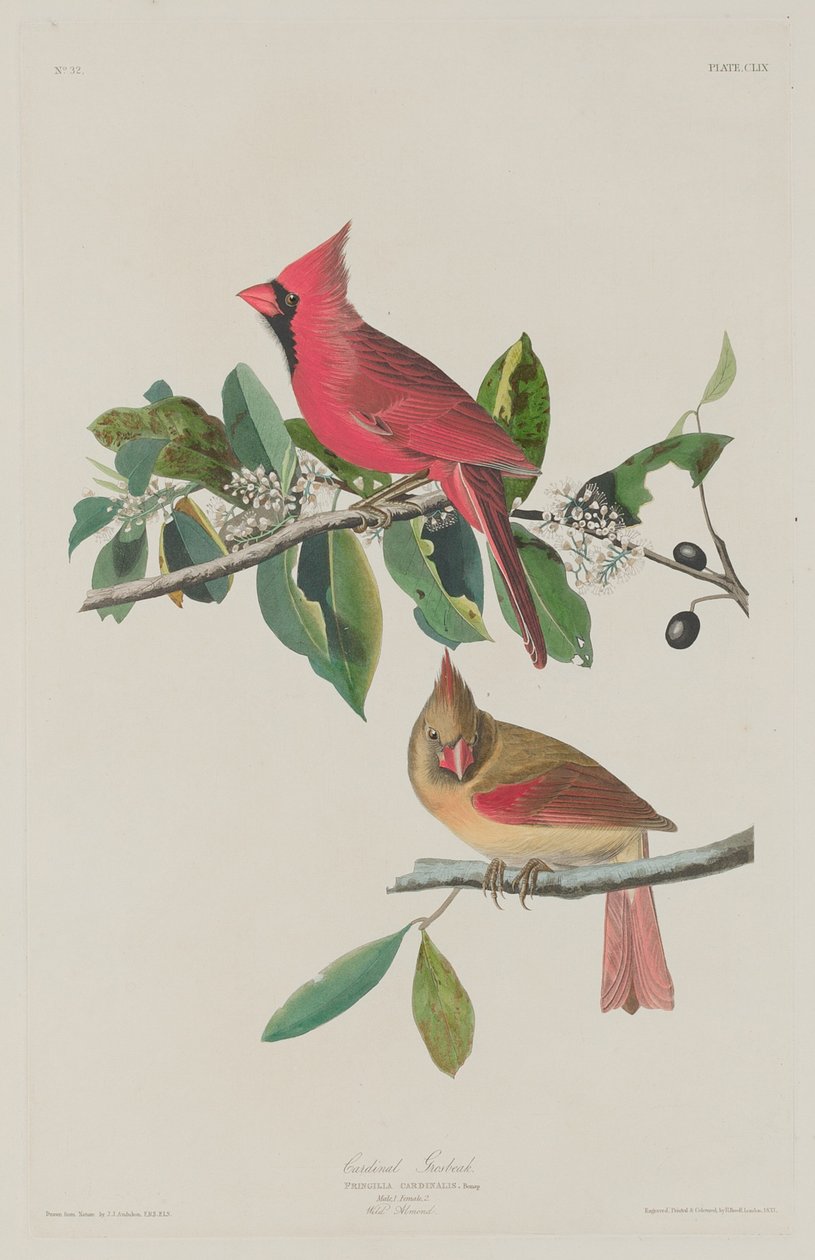 Kardinal Grosbeak af Robert Havell after John James Audubon