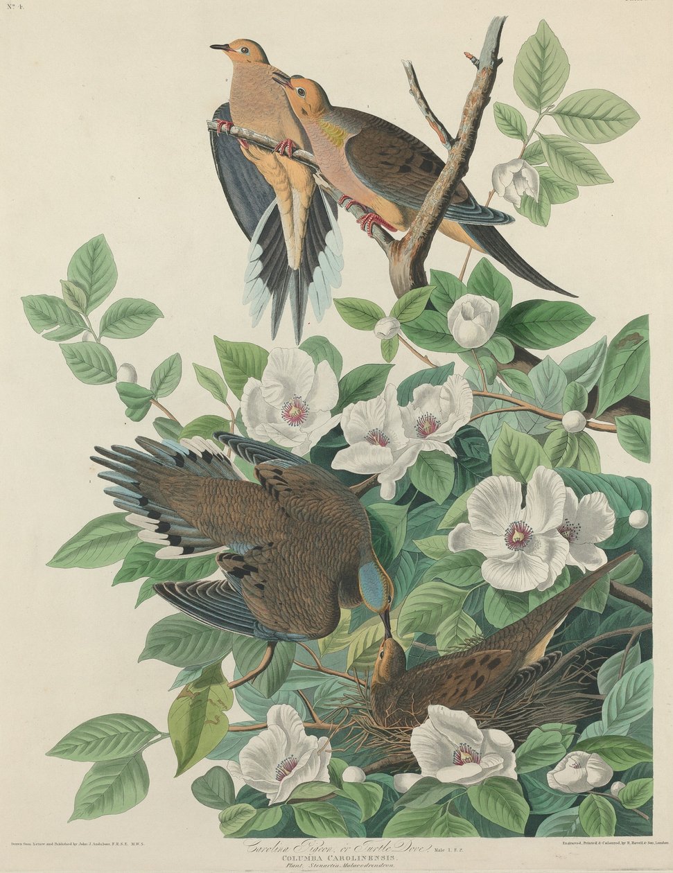 Carolina Pigeon eller Turteldue af Robert Havell after John James Audubon