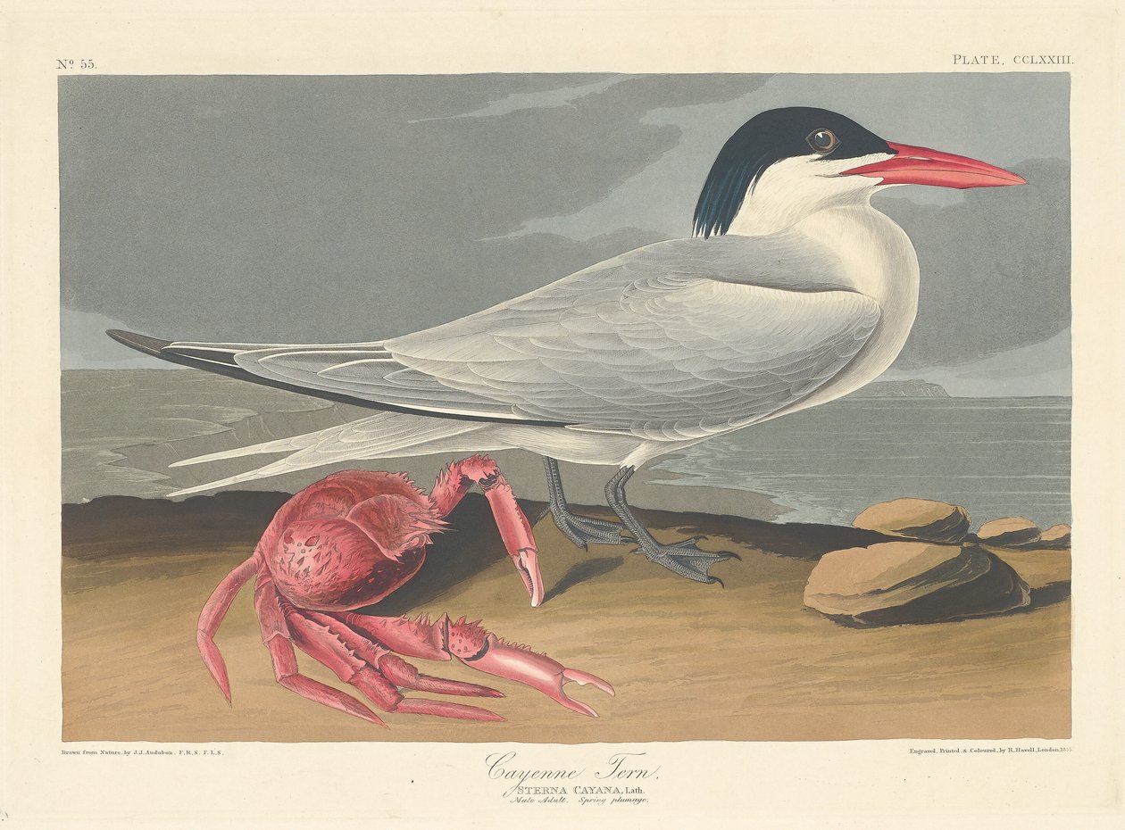 Cayenne Tern af Robert Havell after John James Audubon