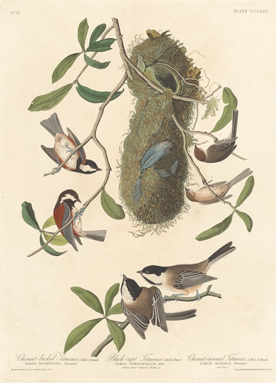 Kastanjerygmejse, sorthættet mejse og kastanjekronmejse af Robert Havell after John James Audubon