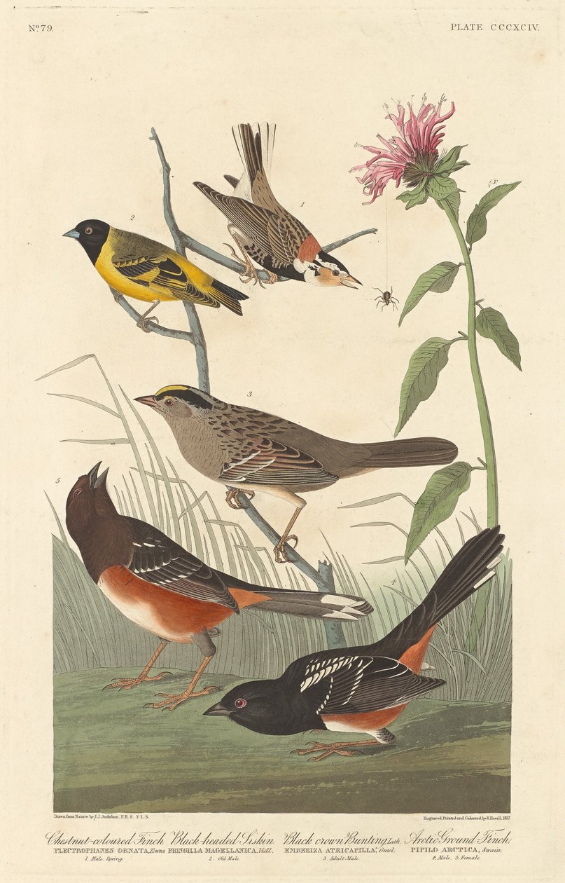 Kastanjefarvet finke, sorthovedet siskin, sort kronespurv og arktisk jordfinke af Robert Havell after John James Audubon