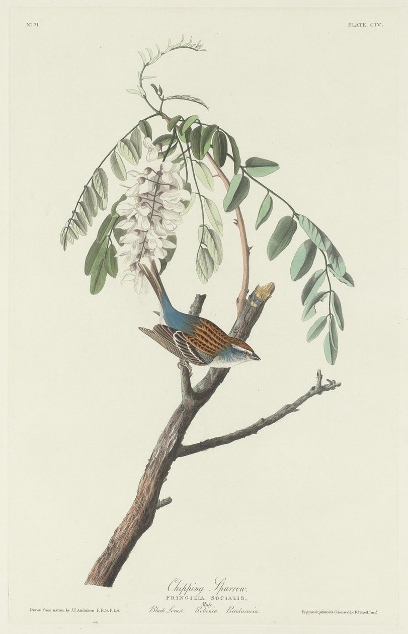 Chipping Sparrow af Robert Havell after John James Audubon
