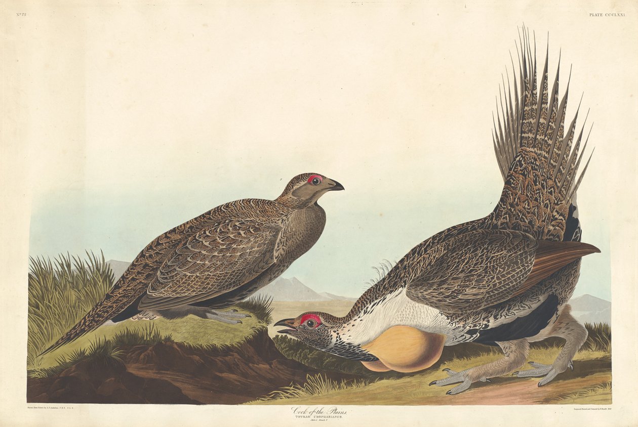 Pik af sletterne af Robert Havell after John James Audubon