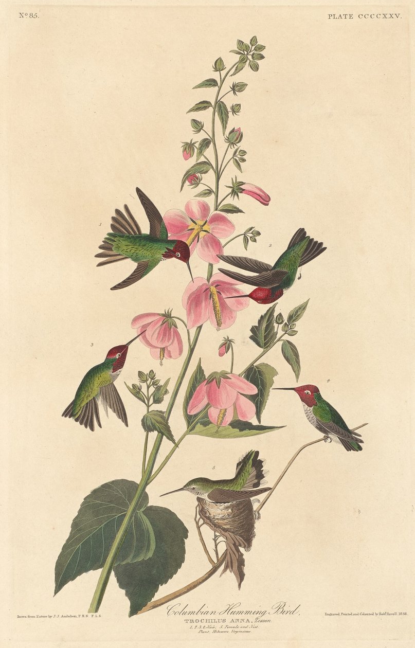 Colombiansk kolibri af Robert Havell after John James Audubon