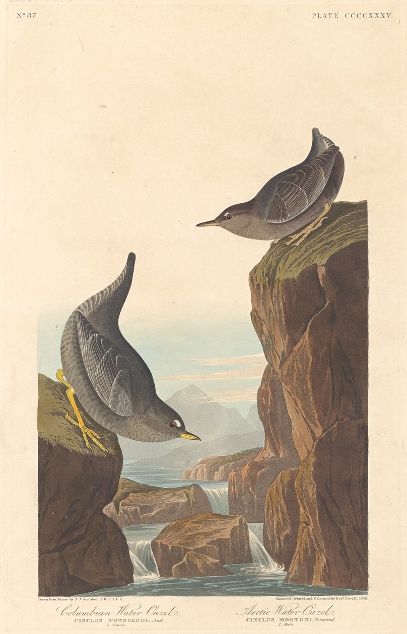 Columbian Water Ouzel og Arctic Water Ouzel af Robert Havell after John James Audubon