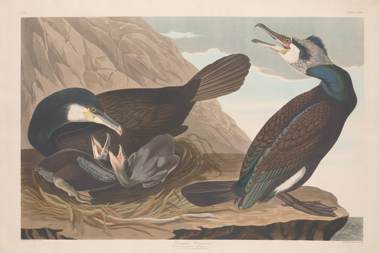 Almindelig skarv af Robert Havell after John James Audubon