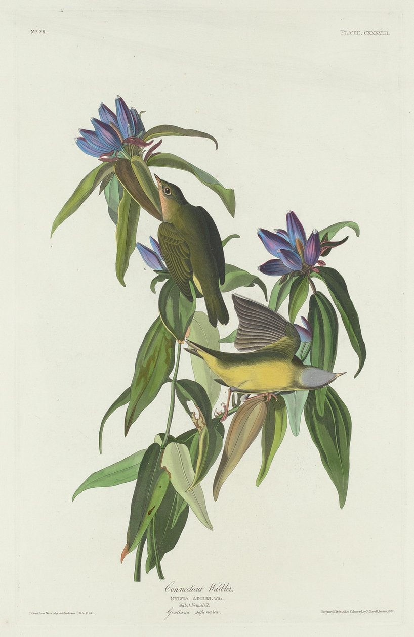 Connecticut Warbler af Robert Havell after John James Audubon