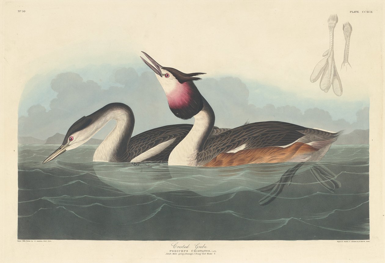 Toppen lappedykker af Robert Havell after John James Audubon