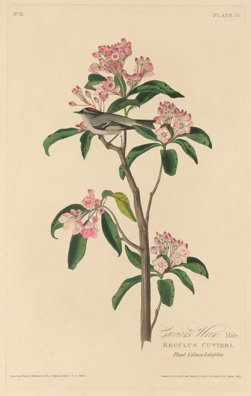 Cuviers Wren af Robert Havell after John James Audubon