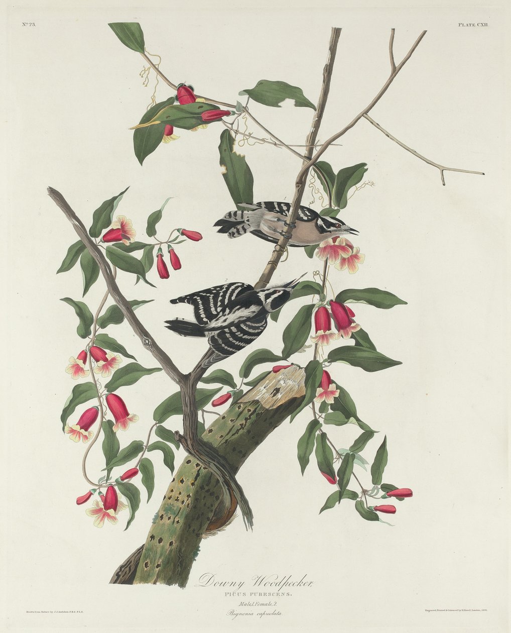 Dunet spætte af Robert Havell after John James Audubon