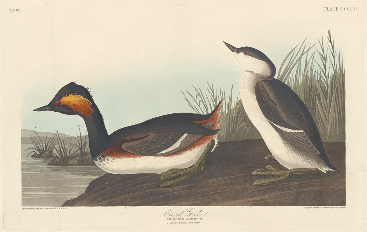 Øredykker af Robert Havell after John James Audubon
