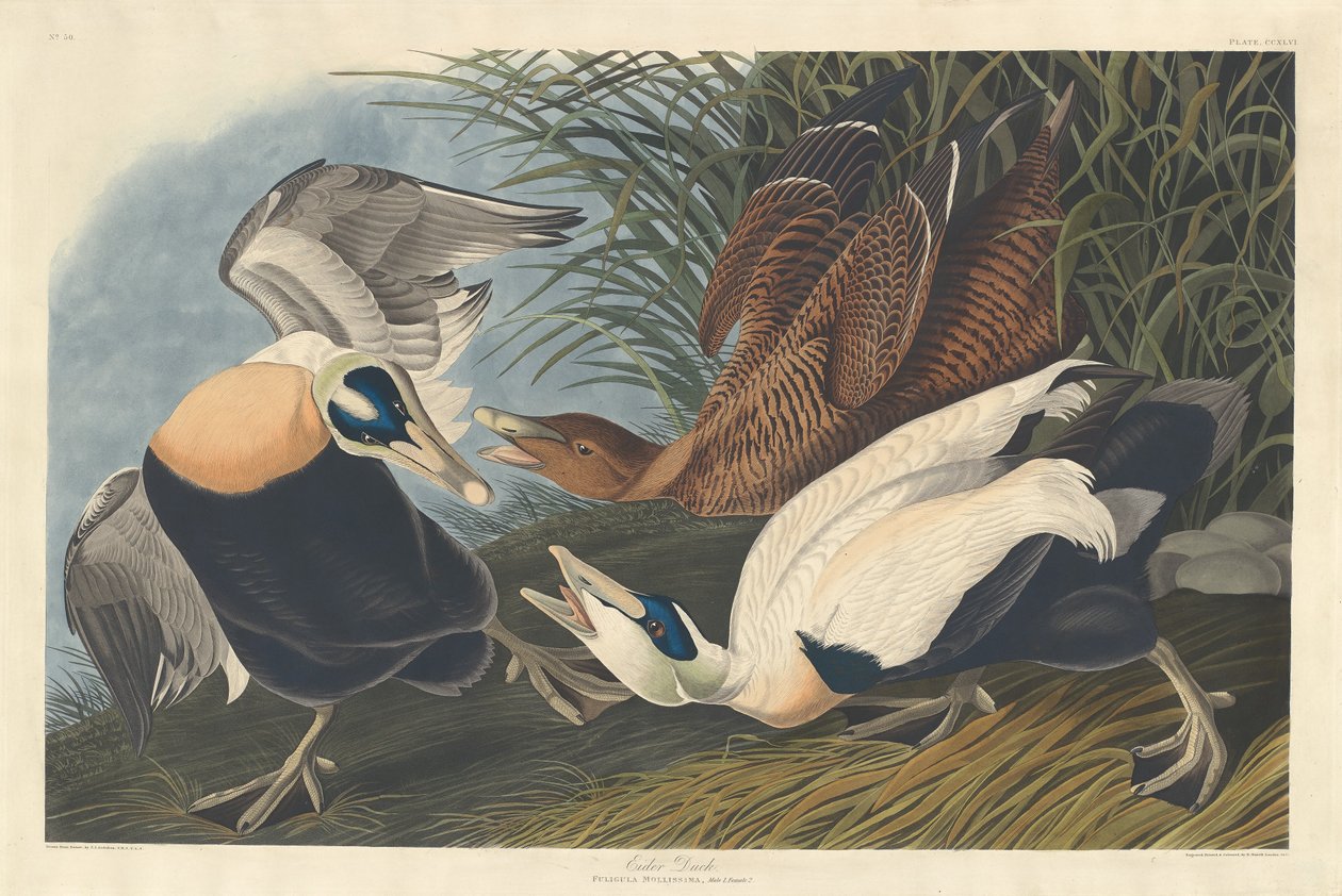 Edderfugl af Robert Havell after John James Audubon