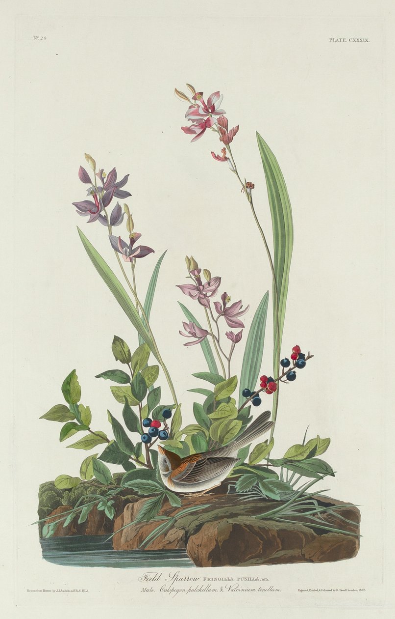 Markspurv af Robert Havell after John James Audubon