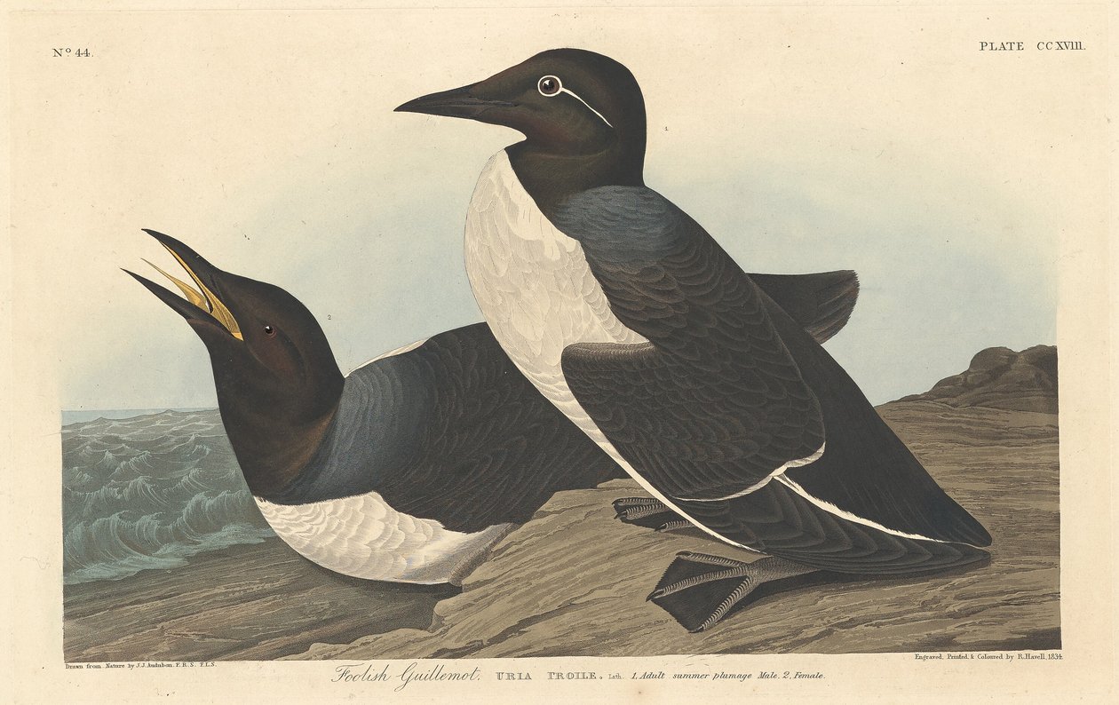 Tåbelig lomvi af Robert Havell after John James Audubon