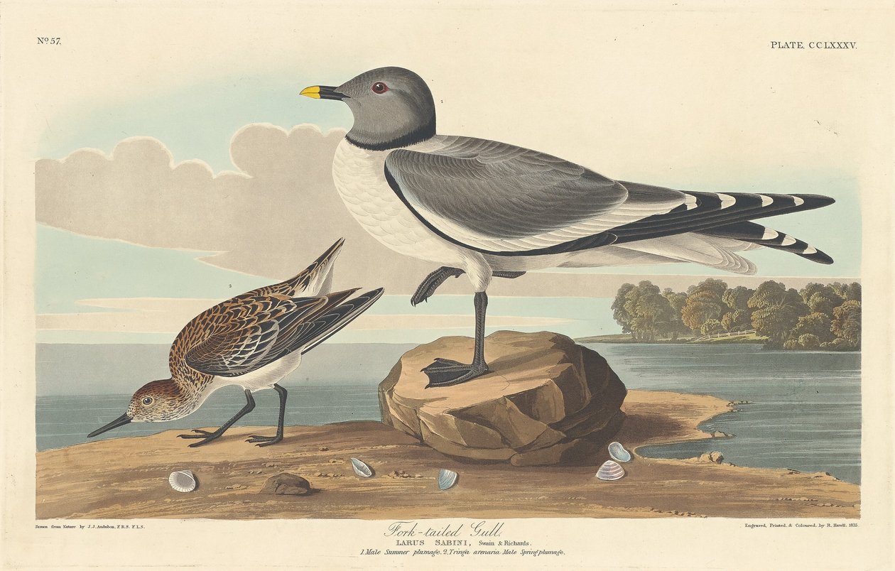 Gaffelhalemåge af Robert Havell after John James Audubon
