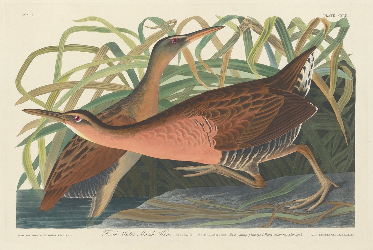 Ferskvandsmarskhøne af Robert Havell after John James Audubon