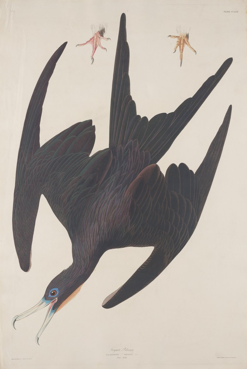 Fregat pelikan af Robert Havell after John James Audubon