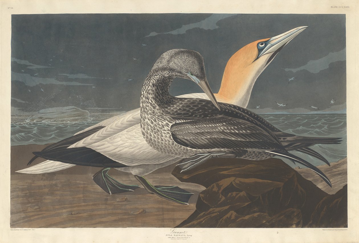 Sule af Robert Havell after John James Audubon