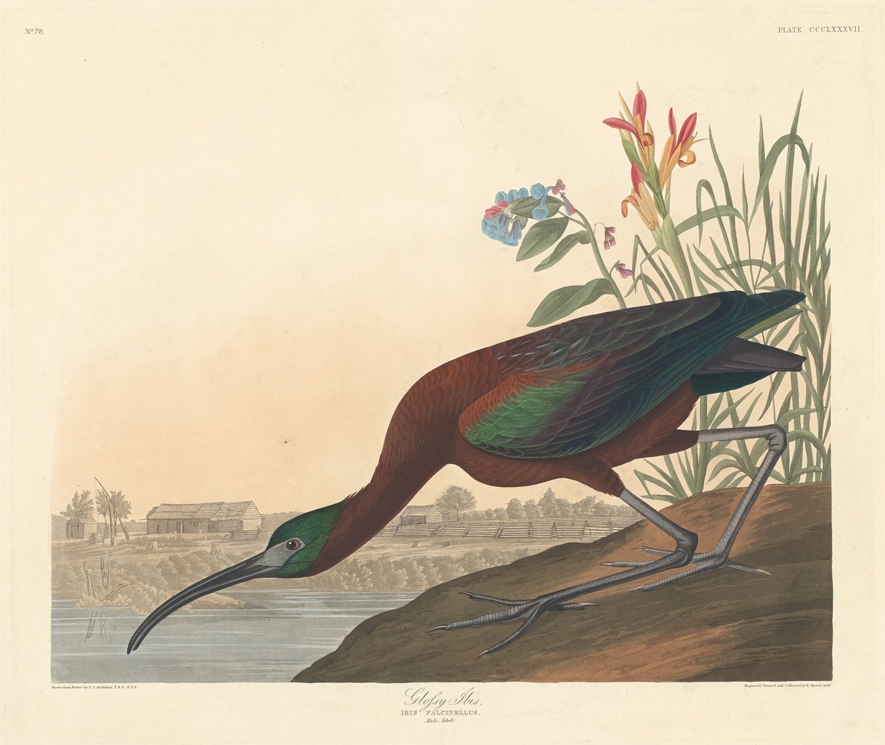 Blank Ibis af Robert Havell after John James Audubon