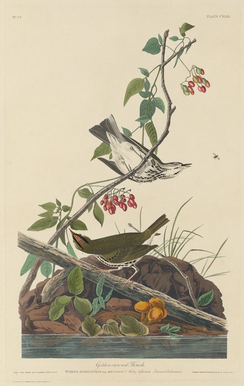 Guldkronet Drossel af Robert Havell after John James Audubon